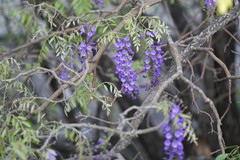 Bolusanthus speciosus
